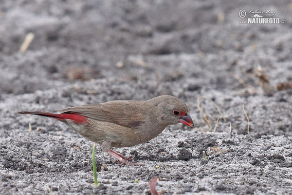 Senegalamarant (Lagonosticta senegala)