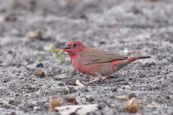 Senegalamarant (Lagonosticta senegala)