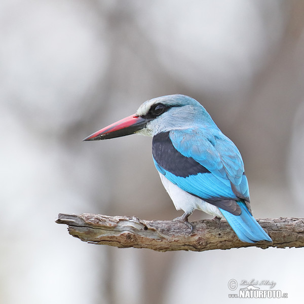 Senegalliest (Halcyon senegalensis)