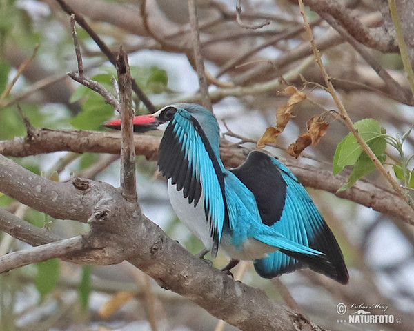 Senegalliest (Halcyon senegalensis)