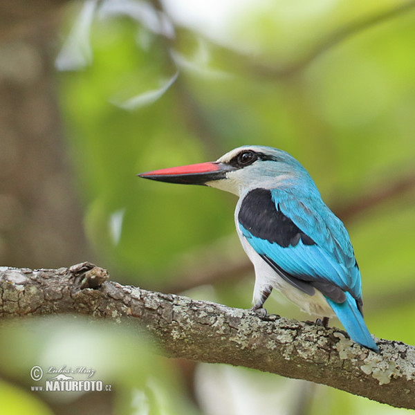 Senegalliest (Halcyon senegalensis)