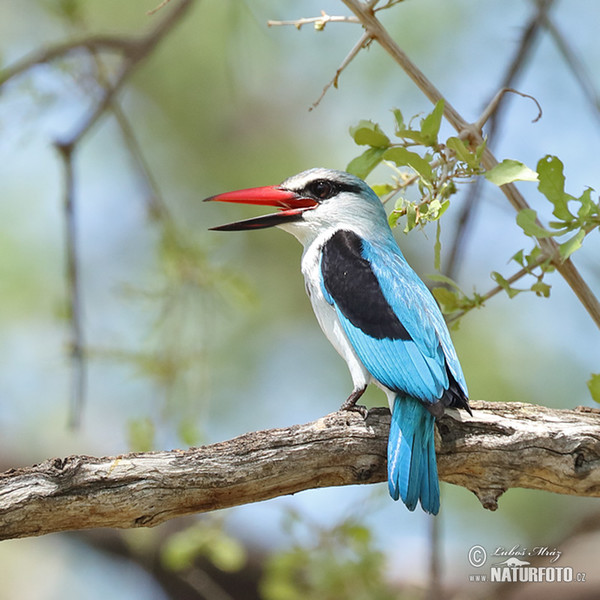 Senegalliest (Halcyon senegalensis)