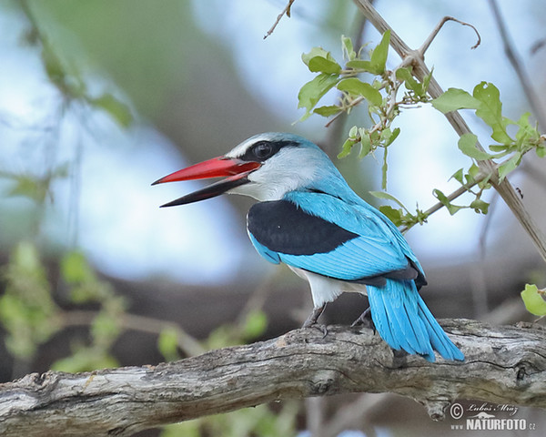 Senegalliest (Halcyon senegalensis)