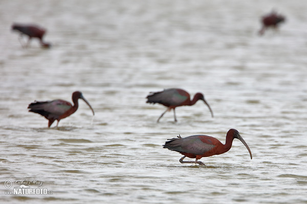 Sichler (Plegadis falcinellus)