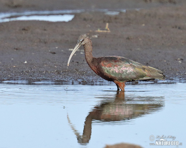 Sichler (Plegadis falcinellus)