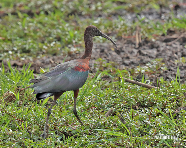 Sichler (Plegadis falcinellus)