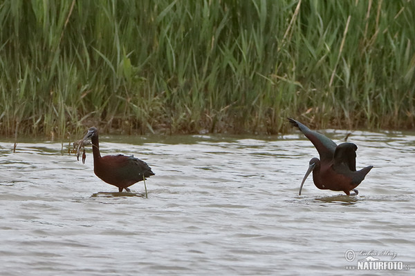 Sichler (Plegadis falcinellus)