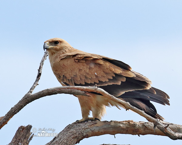 Silberadler (Hieraaetus wahlbergi)