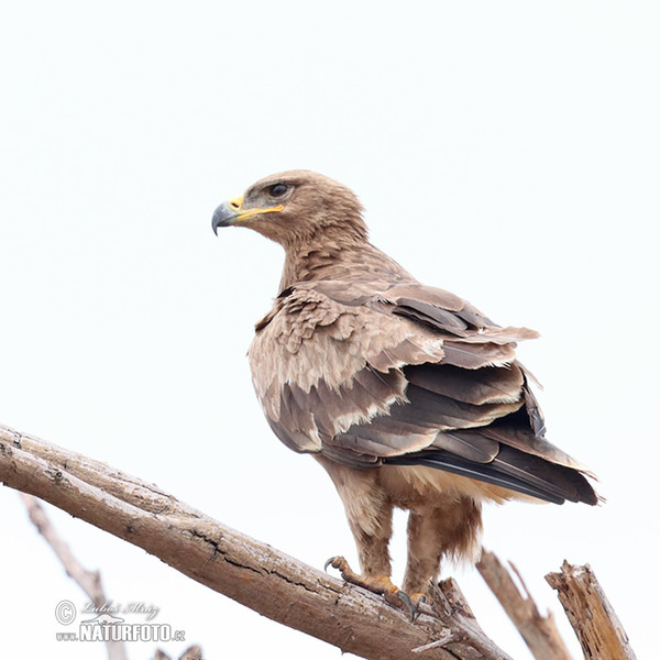 Silberadler (Hieraaetus wahlbergi)