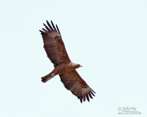 Silberadler (Hieraaetus wahlbergi)