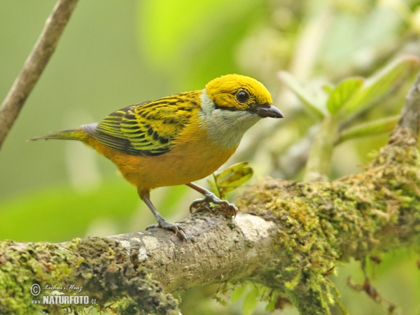 Silberkehltangare (Tangara icterocephala)