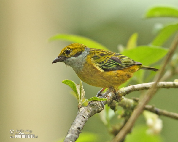 Silberkehltangare (Tangara icterocephala)