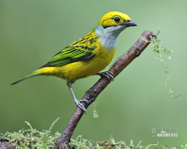 Silberkehltangare (Tangara icterocephala)