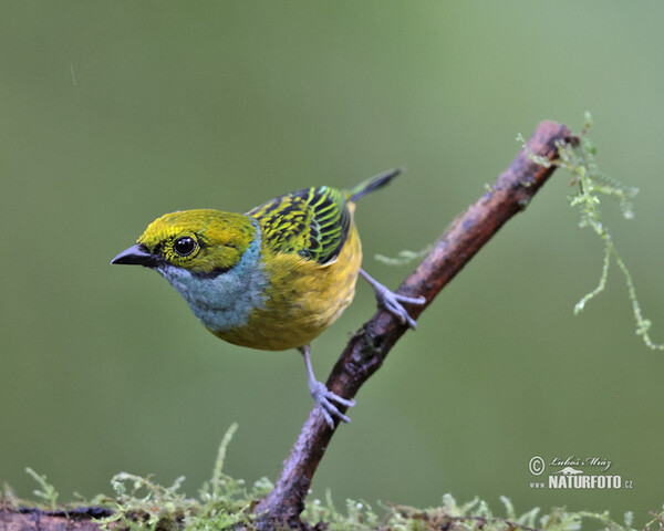 Silberkehltangare (Tangara icterocephala)