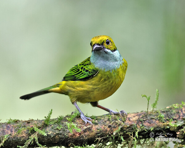 Silberkehltangare (Tangara icterocephala)