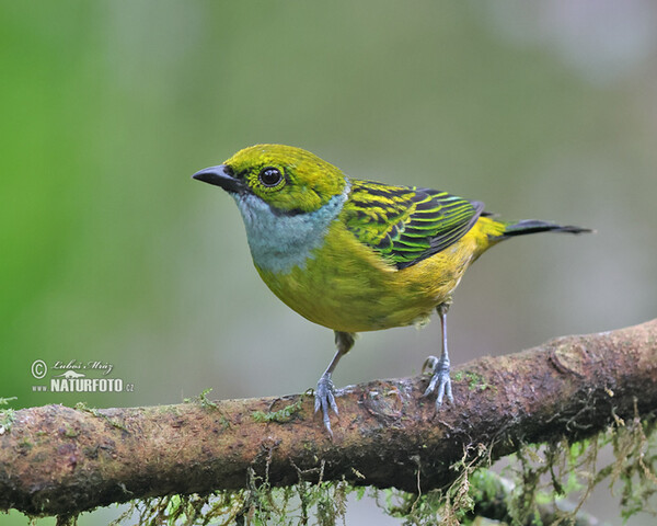 Silberkehltangare (Tangara icterocephala)