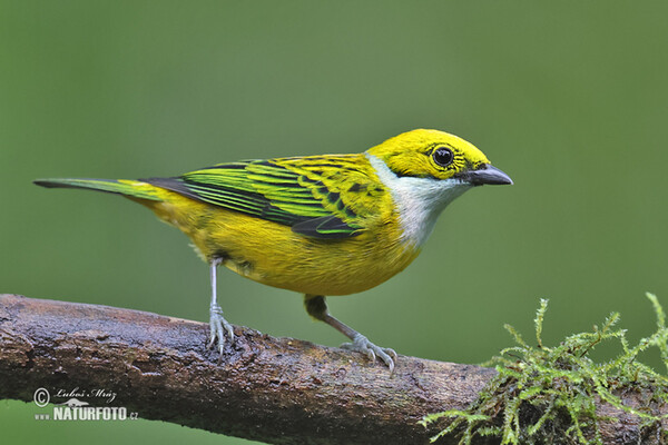 Silberkehltangare (Tangara icterocephala)