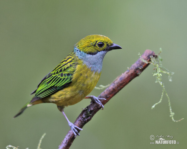 Silberkehltangare (Tangara icterocephala)