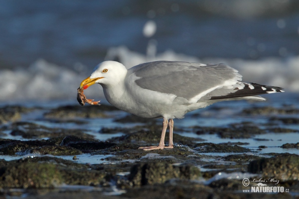 Silbermöve (Larus argentatus)