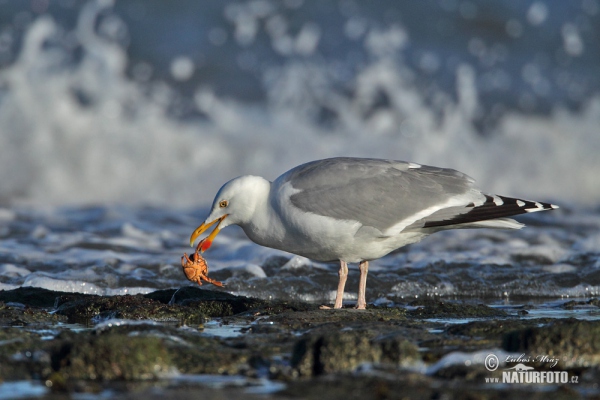 Silbermöve (Larus argentatus)