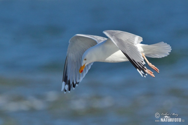 Silbermöve (Larus argentatus)