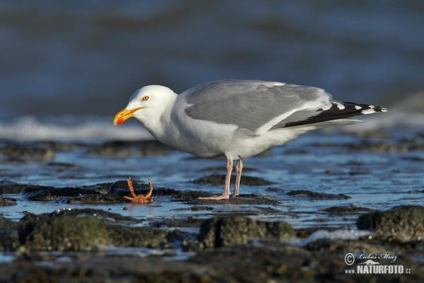 Silbermöve (Larus argentatus)