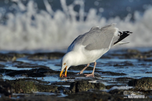 Silbermöve (Larus argentatus)