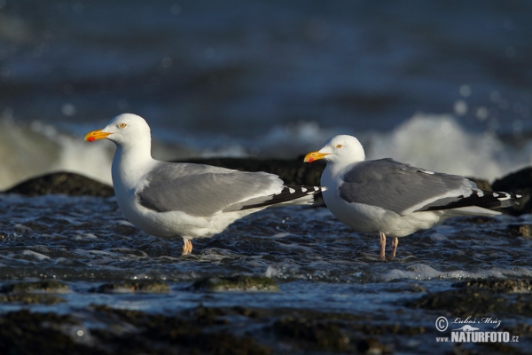 Silbermöve (Larus argentatus)