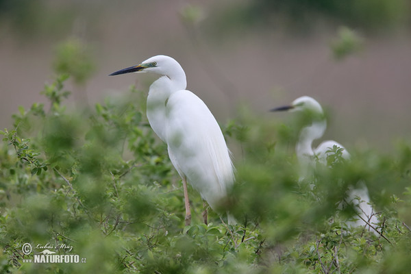 Silberreiher (Casmerodius albus)