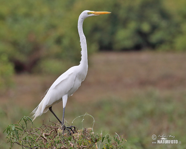 Silberreiher (Casmerodius albus)