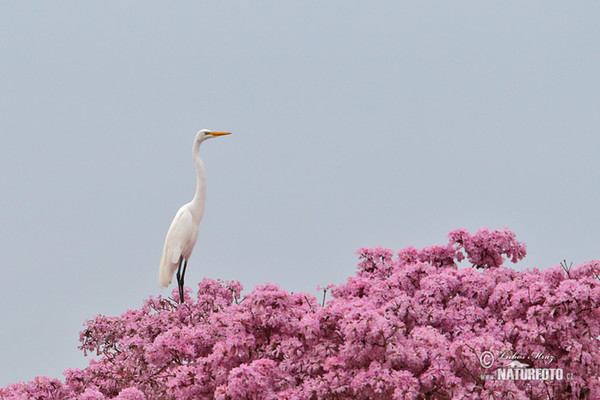 Silberreiher (Casmerodius albus)