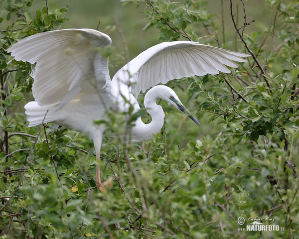 Silberreiher (Casmerodius albus)