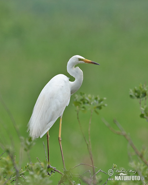 Silberreiher (Casmerodius albus)