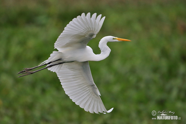 Silberreiher (Casmerodius albus)