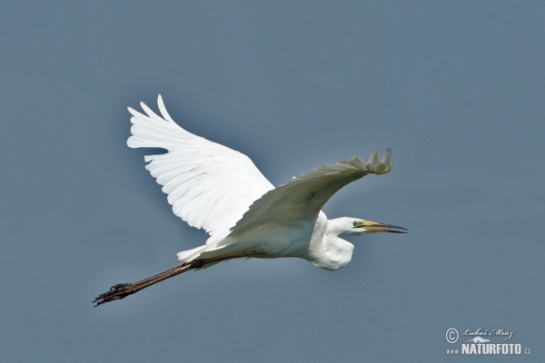 Silberreiher (Casmerodius albus)