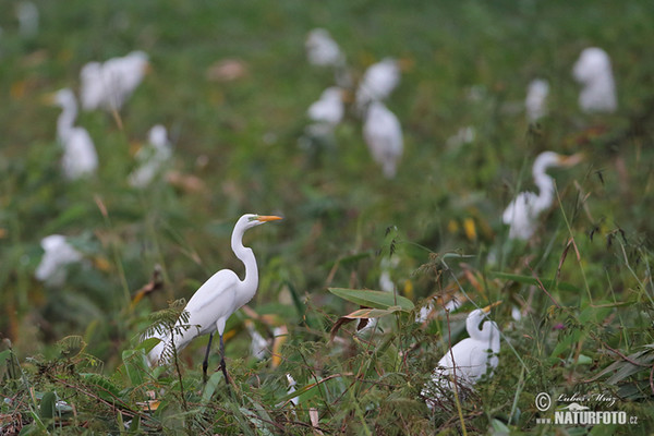 Silberreiher (Casmerodius albus)