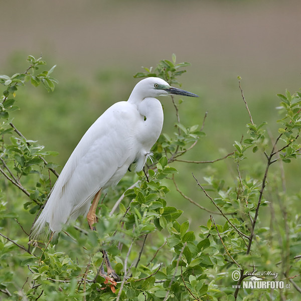 Silberreiher (Casmerodius albus)