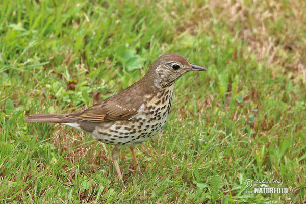 Singdrossel (Turdus philomelos)