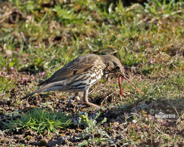 Singdrossel (Turdus philomelos)