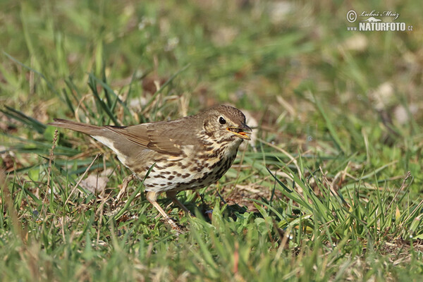 Singdrossel (Turdus philomelos)