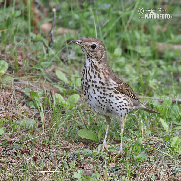 Singdrossel (Turdus philomelos)