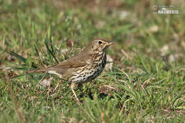 Singdrossel (Turdus philomelos)