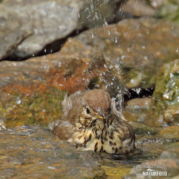 Singdrossel (Turdus philomelos)