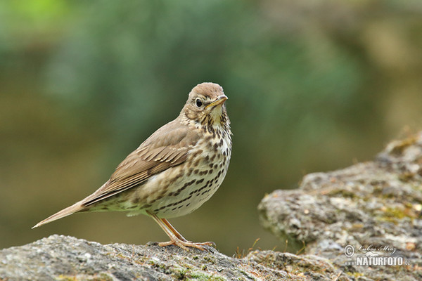 Singdrossel (Turdus philomelos)