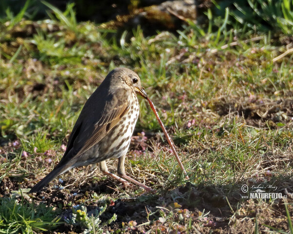 Singdrossel (Turdus philomelos)