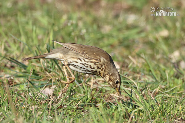 Singdrossel (Turdus philomelos)