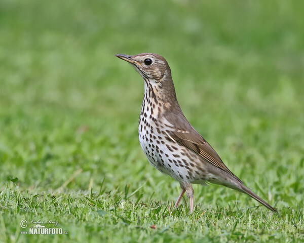 Singdrossel (Turdus philomelos)