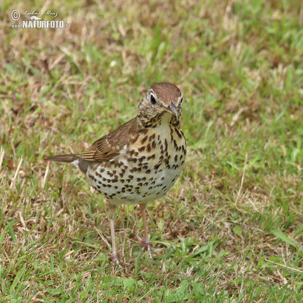 Singdrossel (Turdus philomelos)