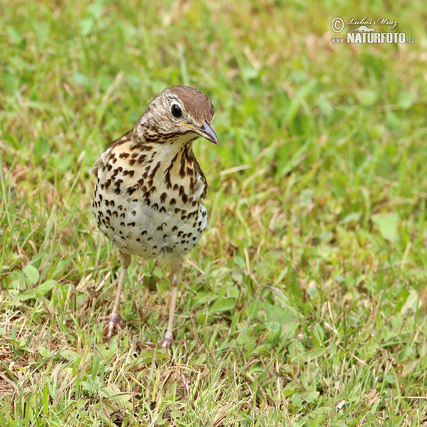 Singdrossel (Turdus philomelos)