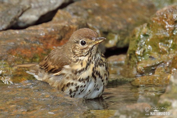 Singdrossel (Turdus philomelos)